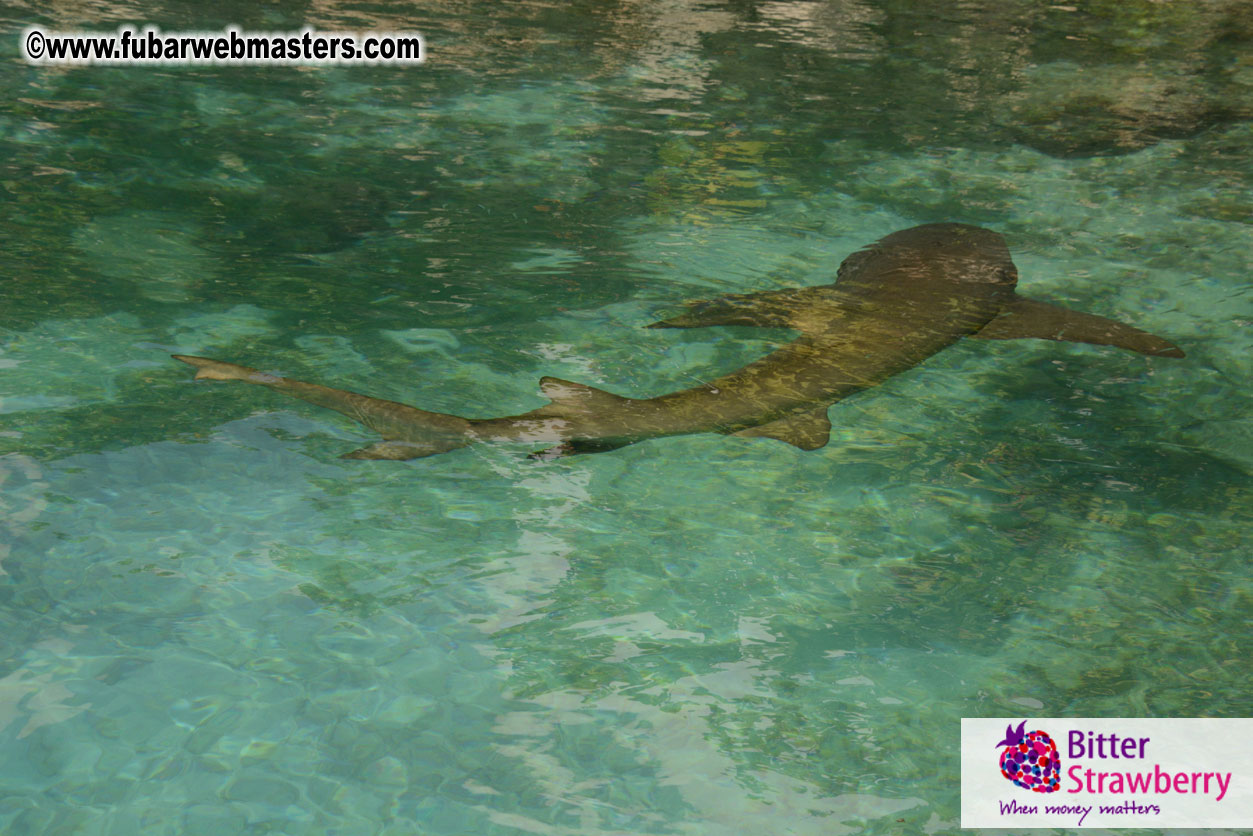 WireCard Dolphin Swim