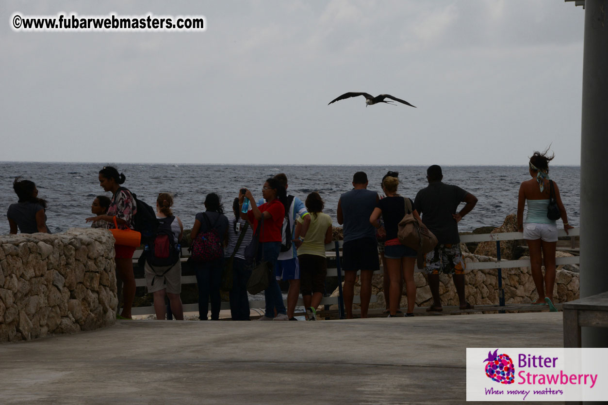 WireCard Dolphin Swim