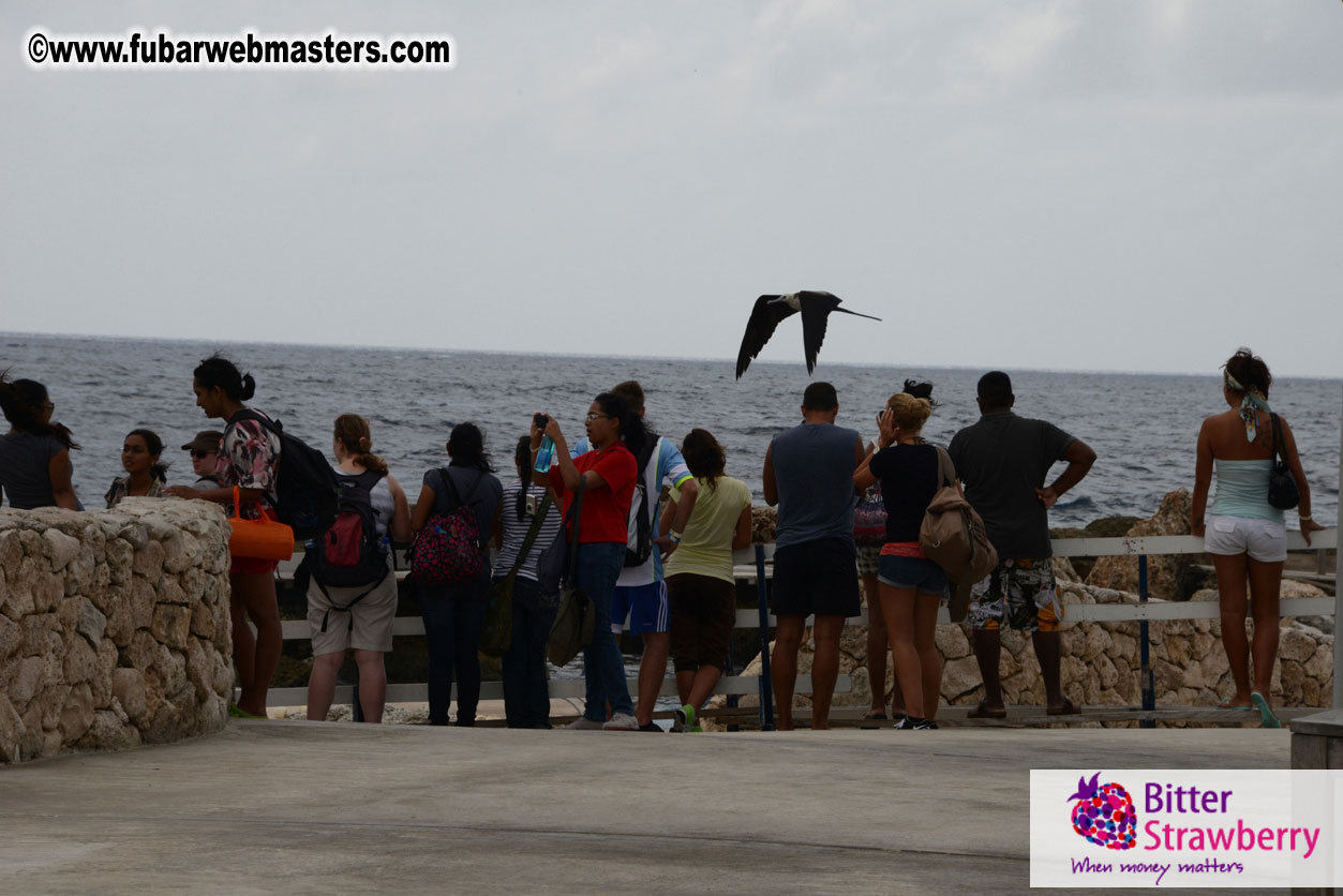 WireCard Dolphin Swim