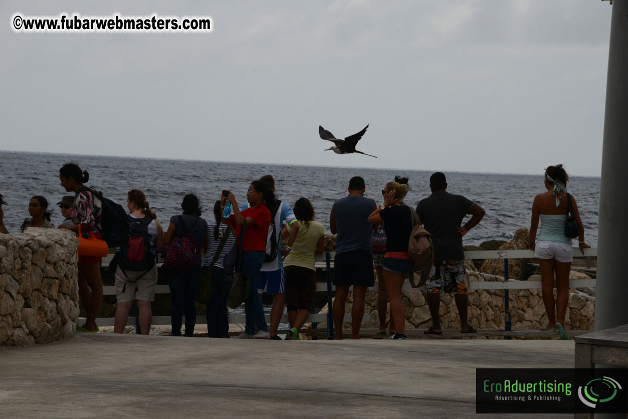 WireCard Dolphin Swim