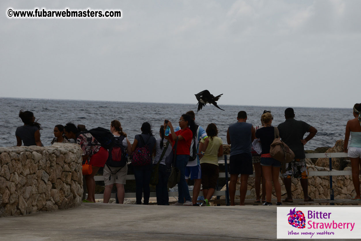 WireCard Dolphin Swim