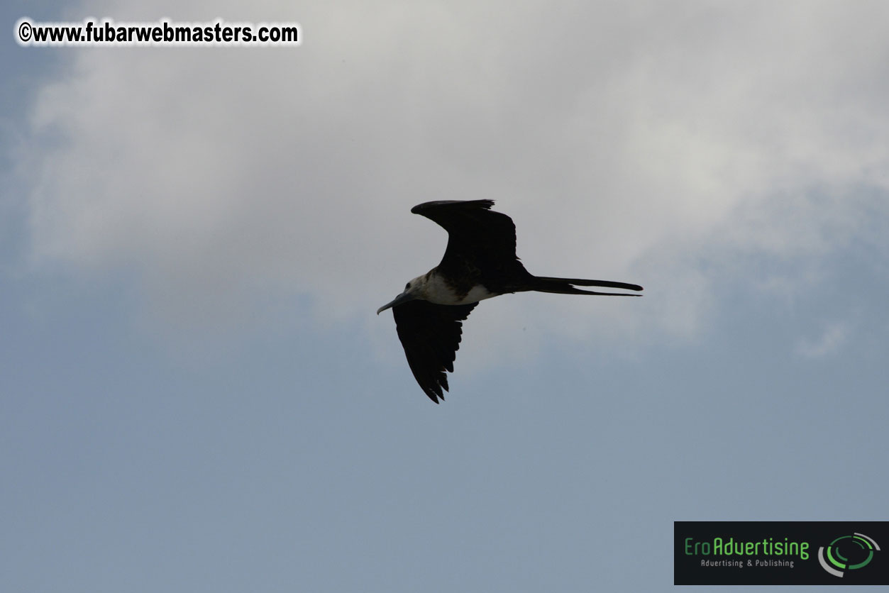 WireCard Dolphin Swim