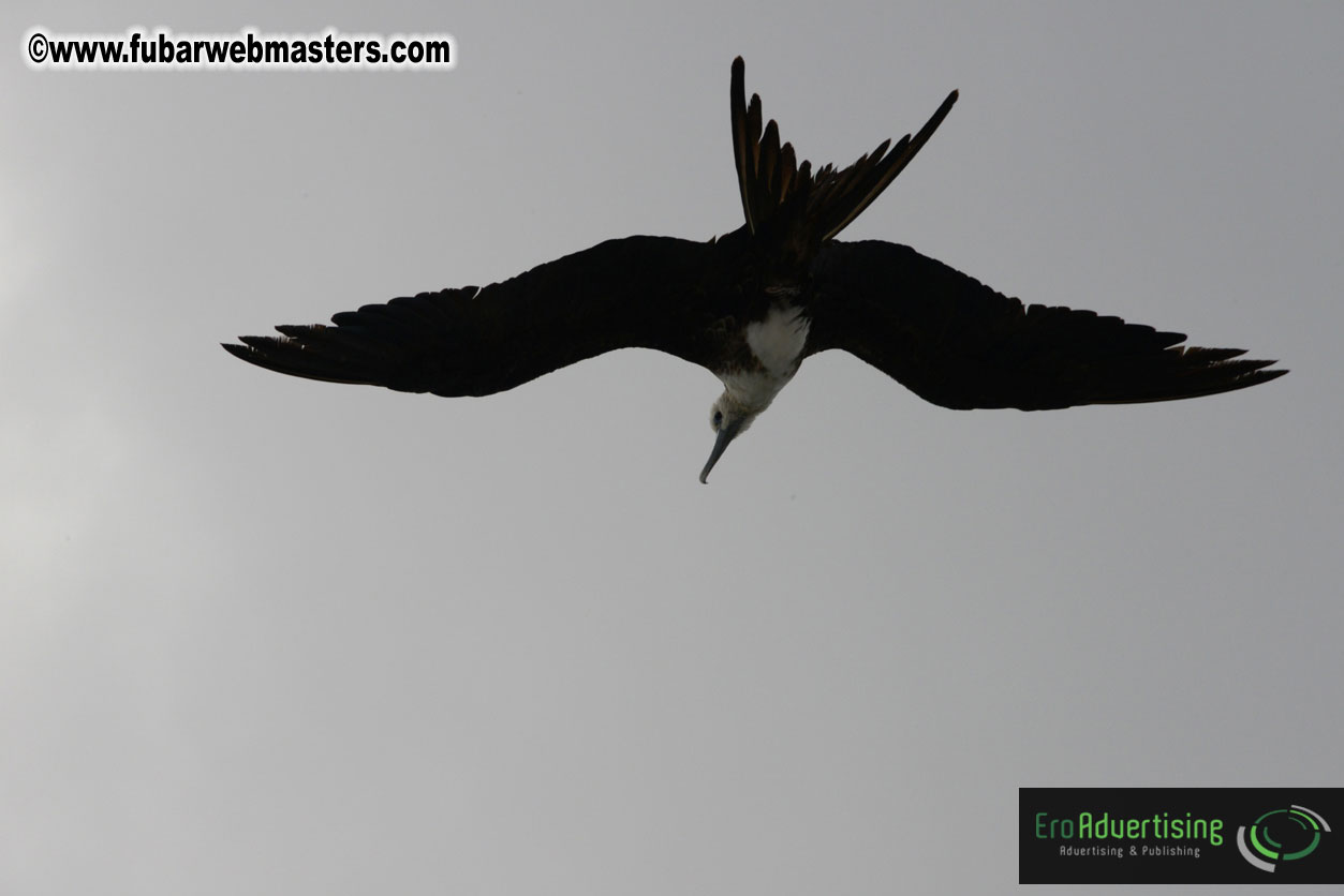 WireCard Dolphin Swim