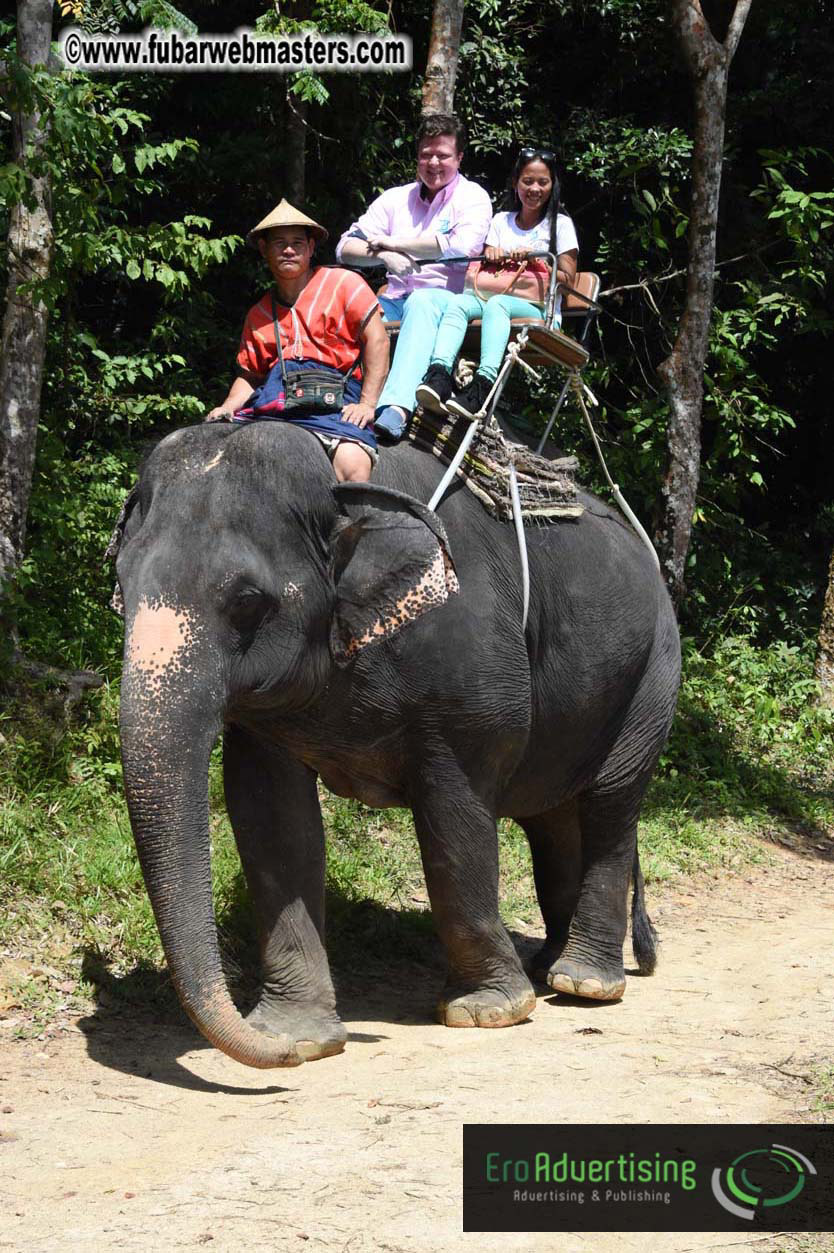 Elephant Safari 