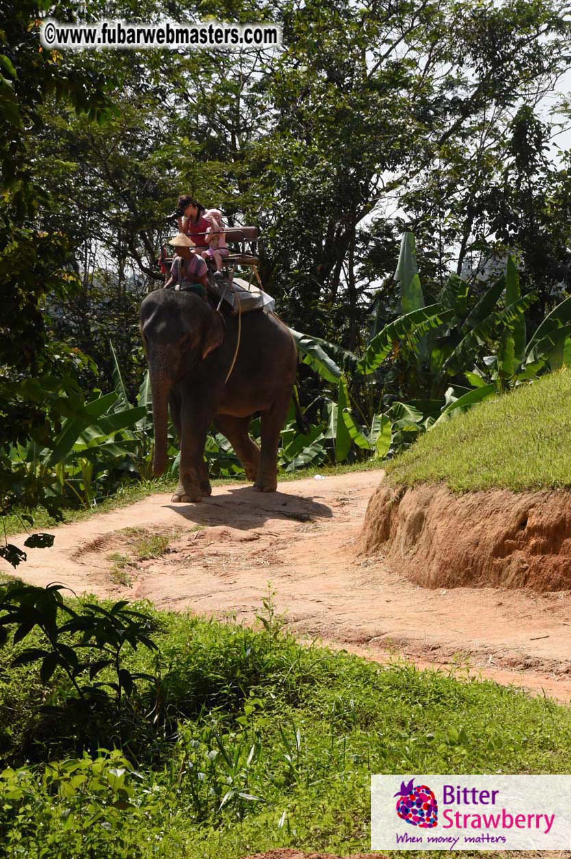Elephant Safari 