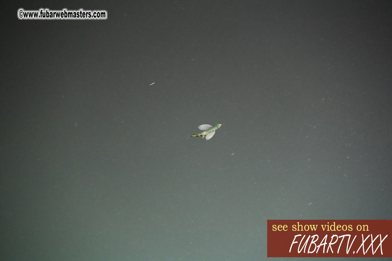 Squid Fishing