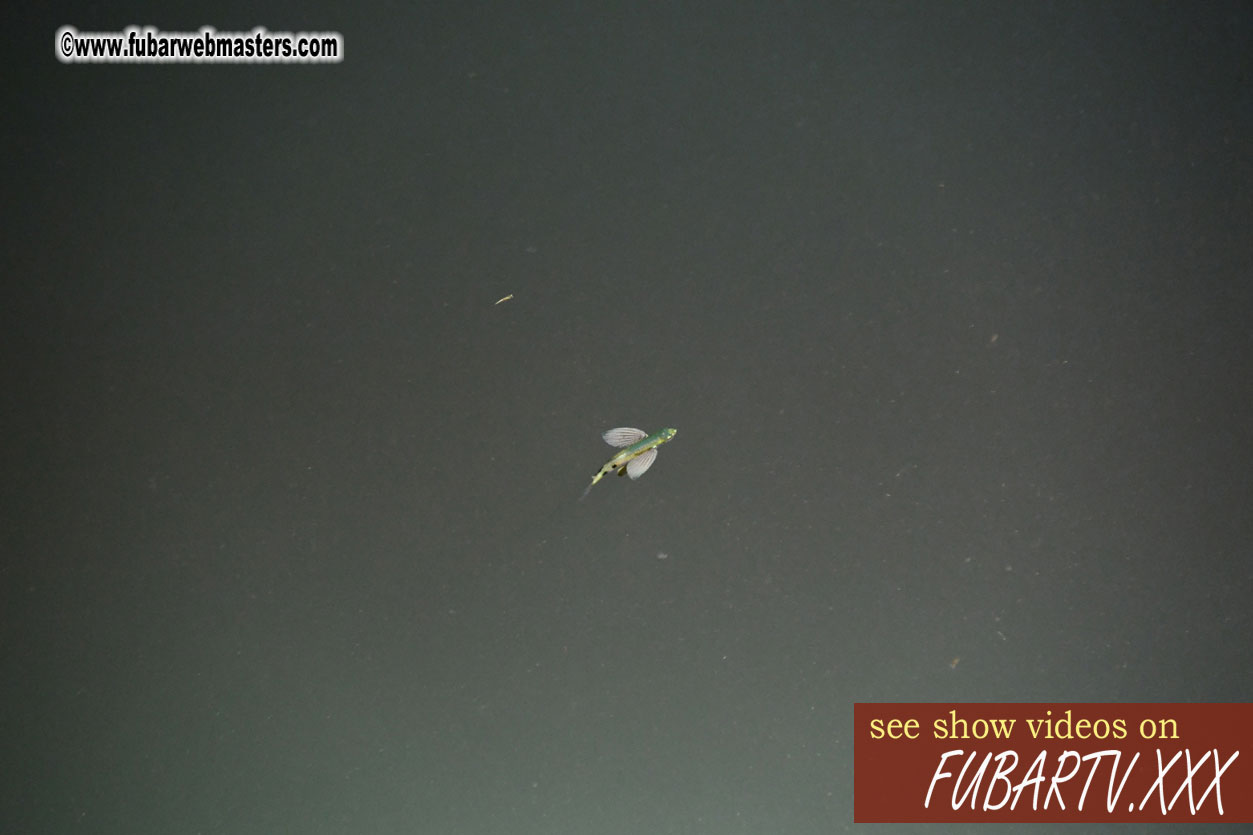 Squid Fishing