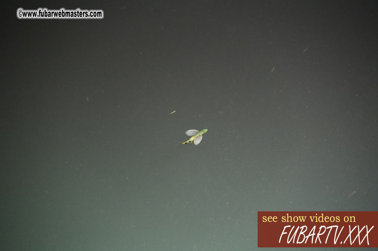 Squid Fishing