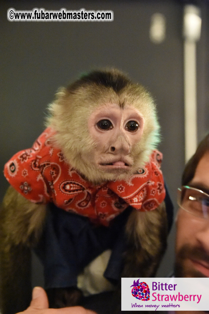 MojoHost Suite Party