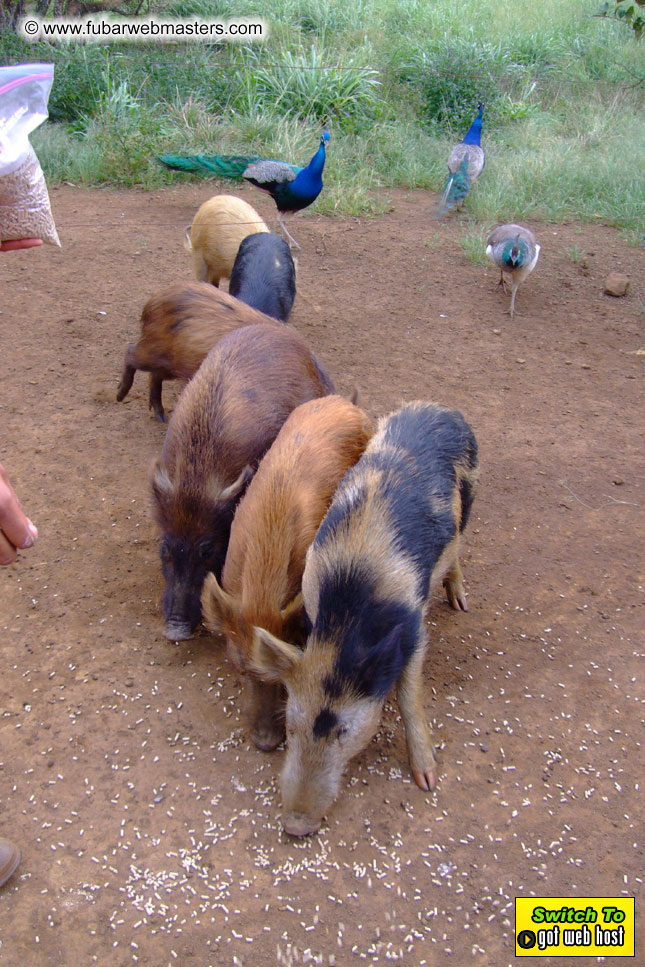 GoodGirl & Baddog's Hawaii Photos