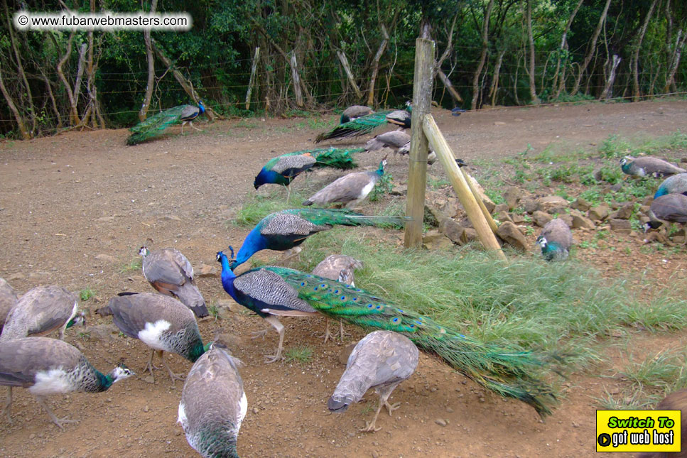 GoodGirl & Baddog's Hawaii Photos