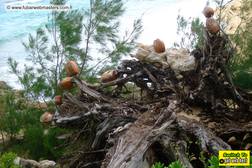 GoodGirl & Baddog's Hawaii Photos