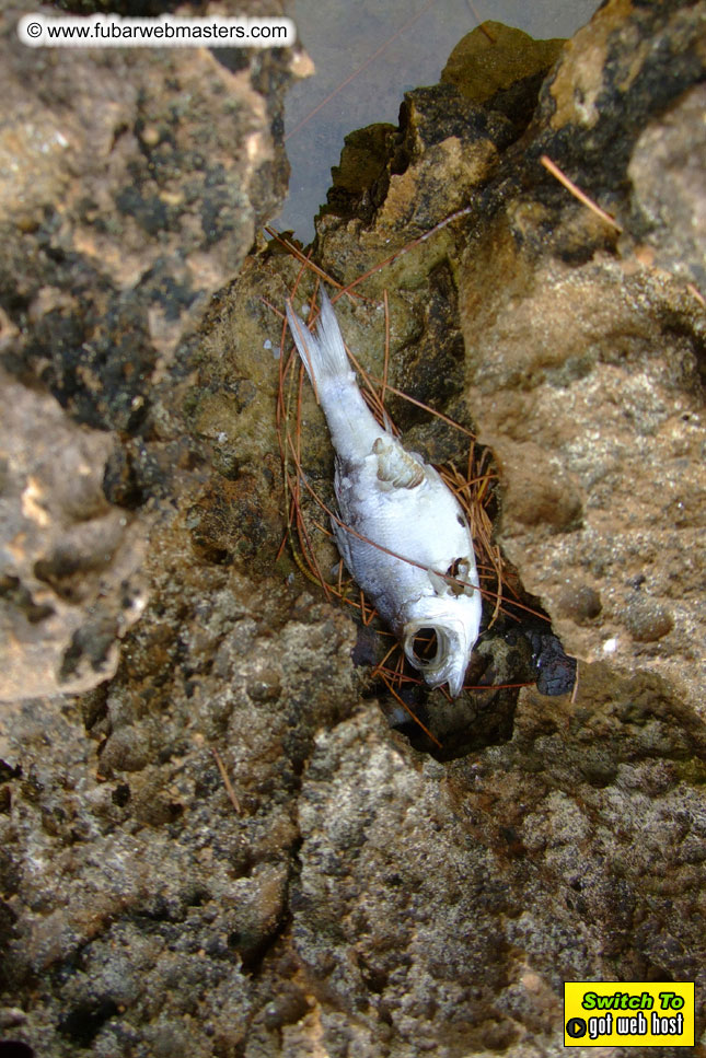 GoodGirl & Baddog's Hawaii Photos