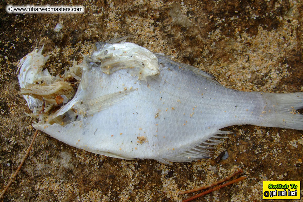 GoodGirl & Baddog's Hawaii Photos