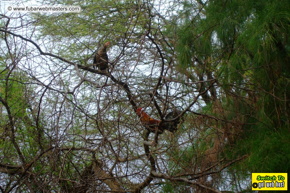 GoodGirl & Baddog's Hawaii Photos