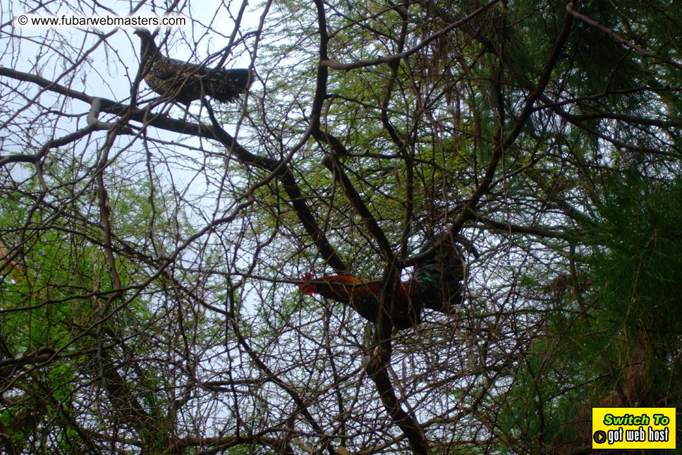 GoodGirl & Baddog's Hawaii Photos