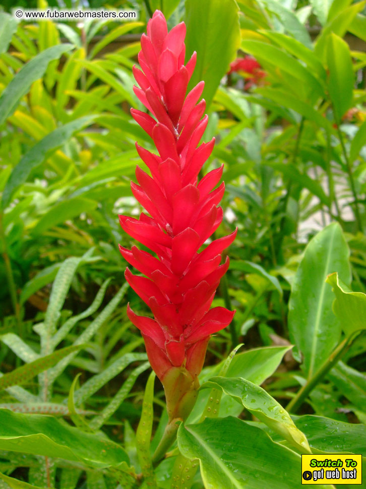 GoodGirl & Baddog's Hawaii Photos