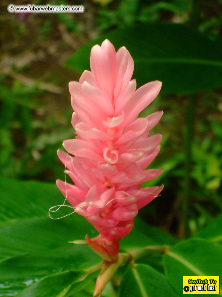 GoodGirl & Baddog's Hawaii Photos