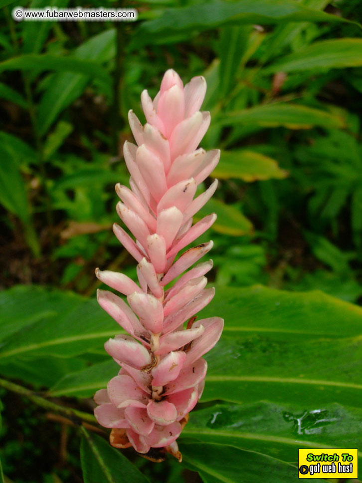 GoodGirl & Baddog's Hawaii Photos