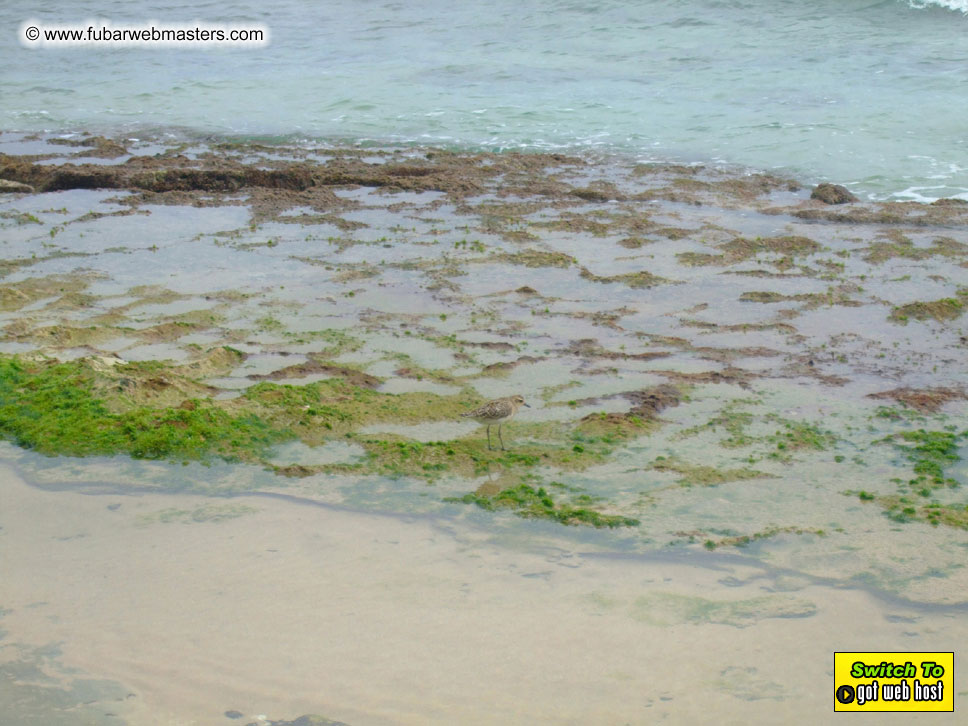 GoodGirl & Baddog's Hawaii Photos