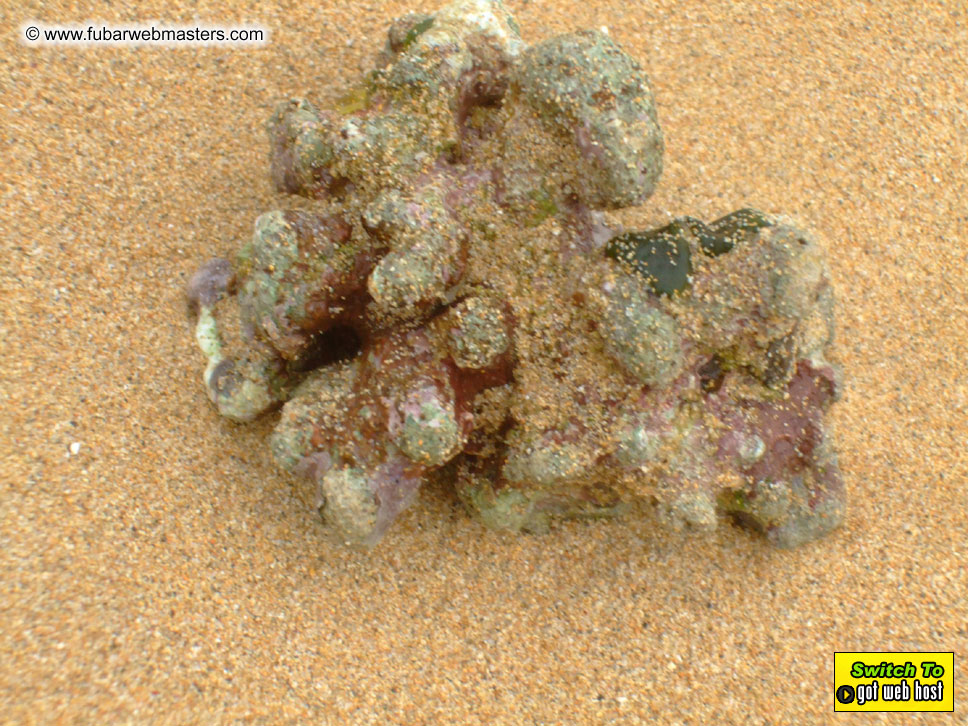 GoodGirl & Baddog's Hawaii Photos