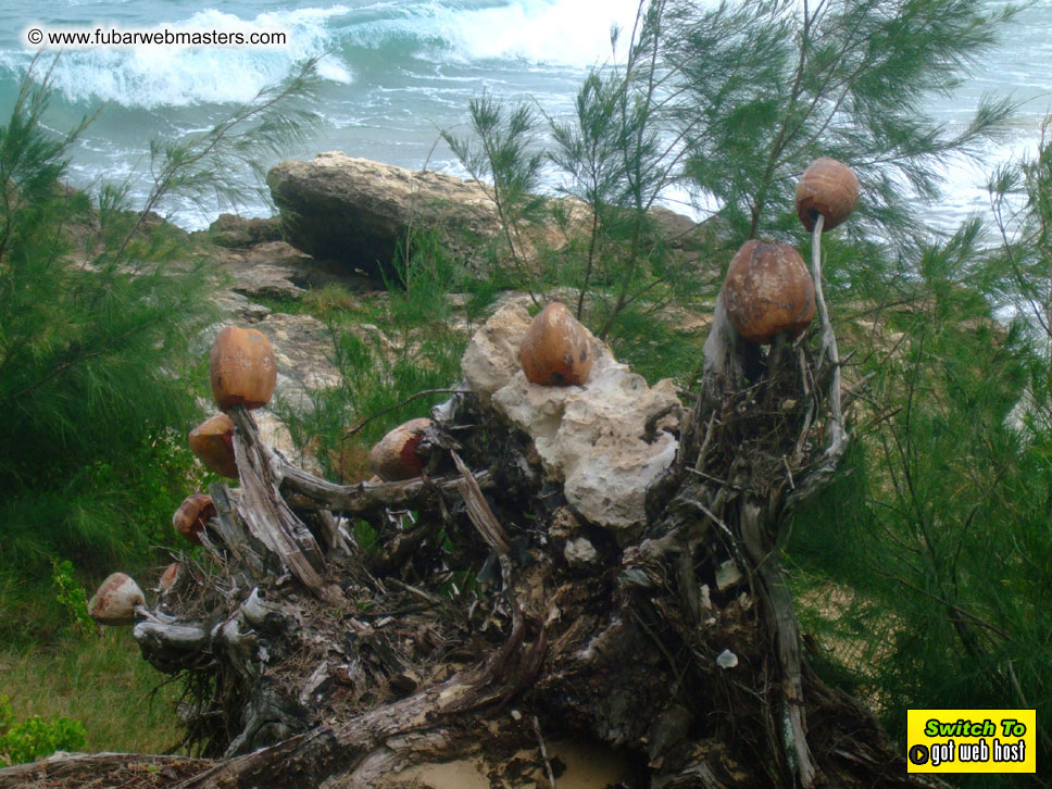 GoodGirl & Baddog's Hawaii Photos