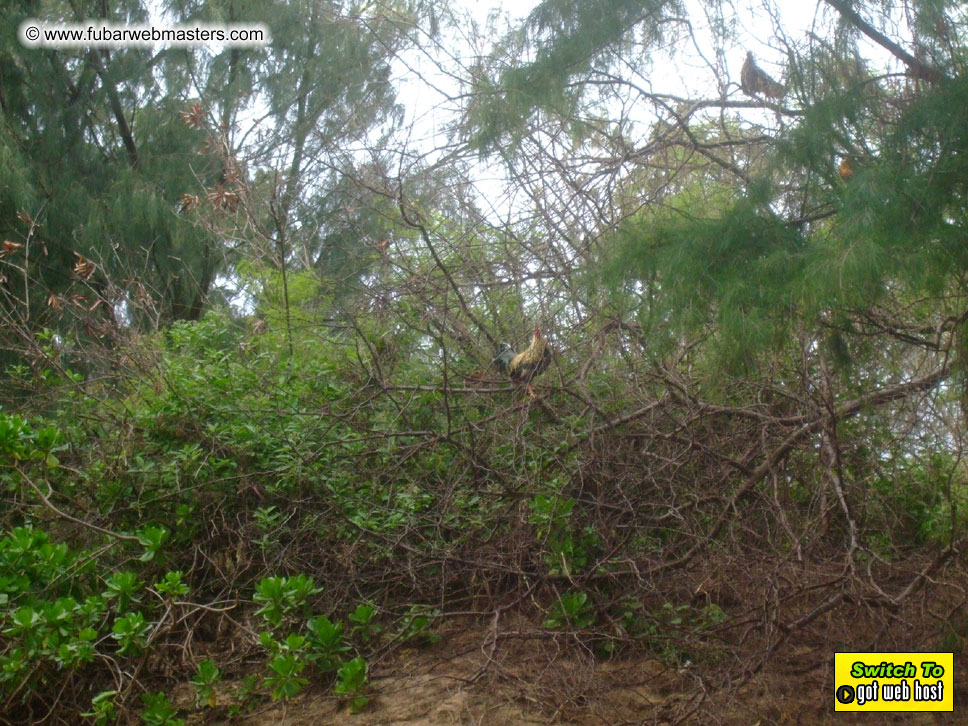 GoodGirl & Baddog's Hawaii Photos