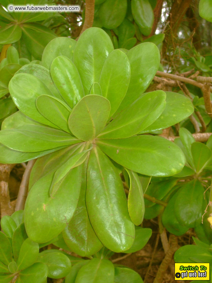 GoodGirl & Baddog's Hawaii Photos