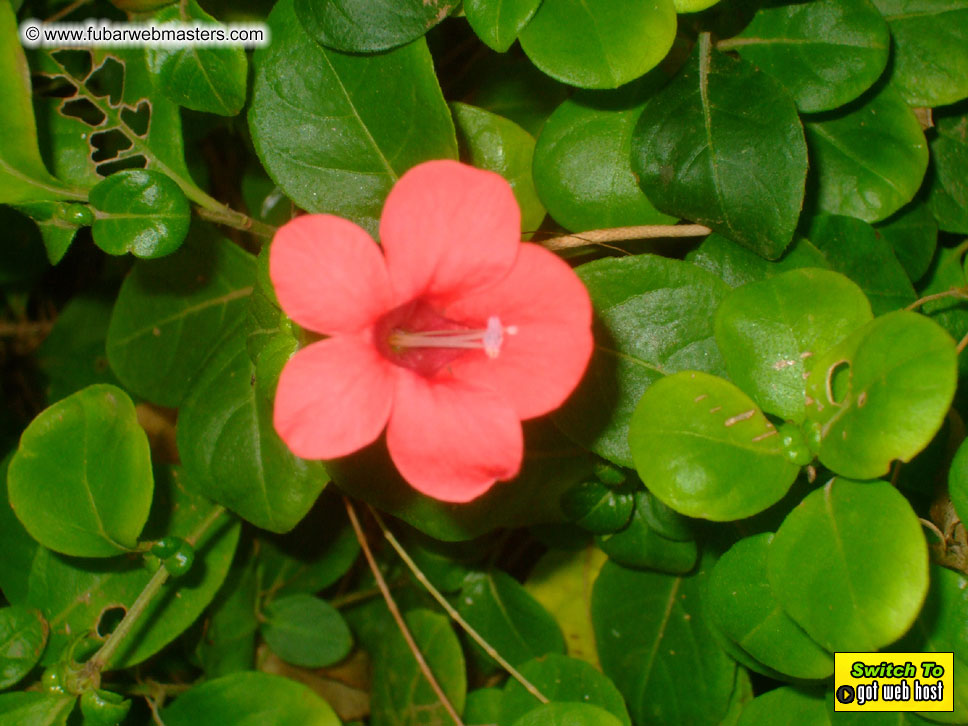 GoodGirl & Baddog's Hawaii Photos