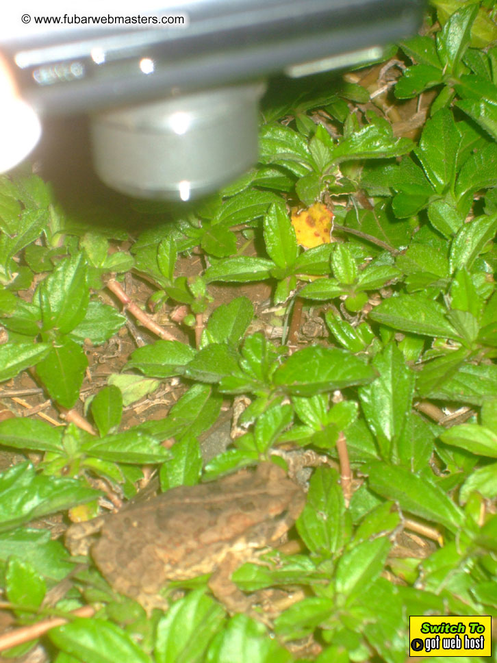 GoodGirl & Baddog's Hawaii Photos