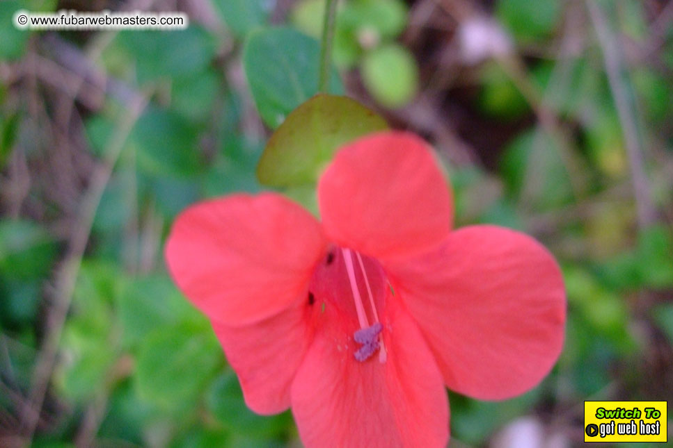 GoodGirl & Baddog's Hawaii Photos