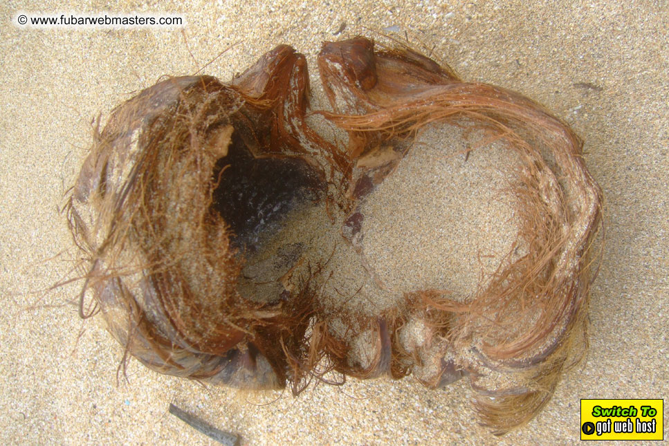 GoodGirl & Baddog's Hawaii Photos