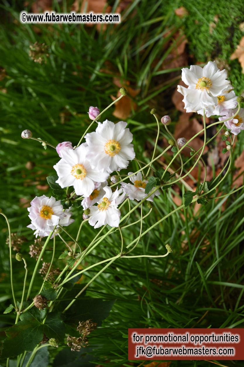 Visit to Buckingham Palace