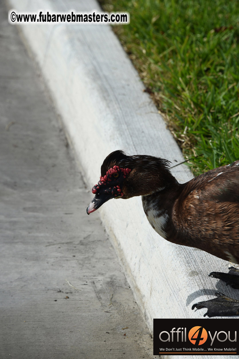 XBIZ Miami Golf Tournament