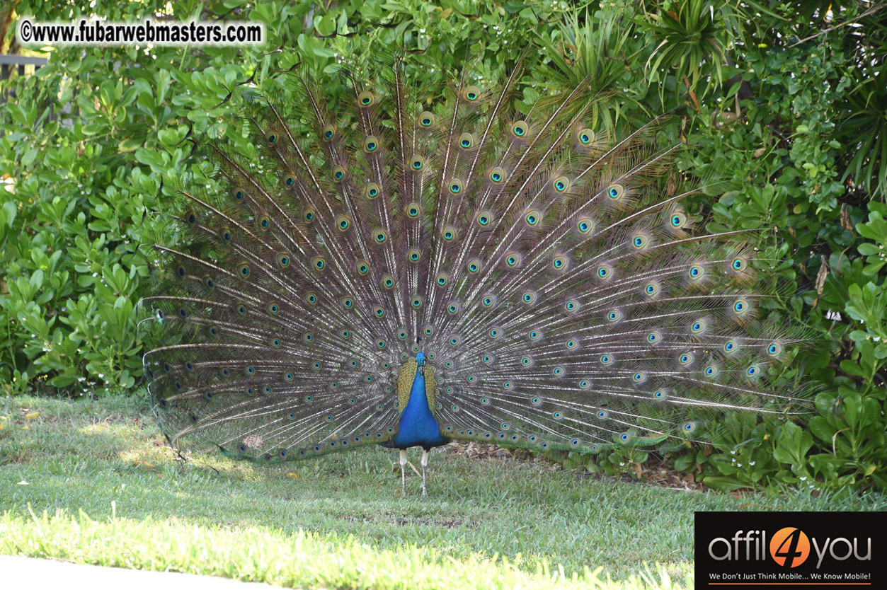 XBIZ Miami Golf Tournament