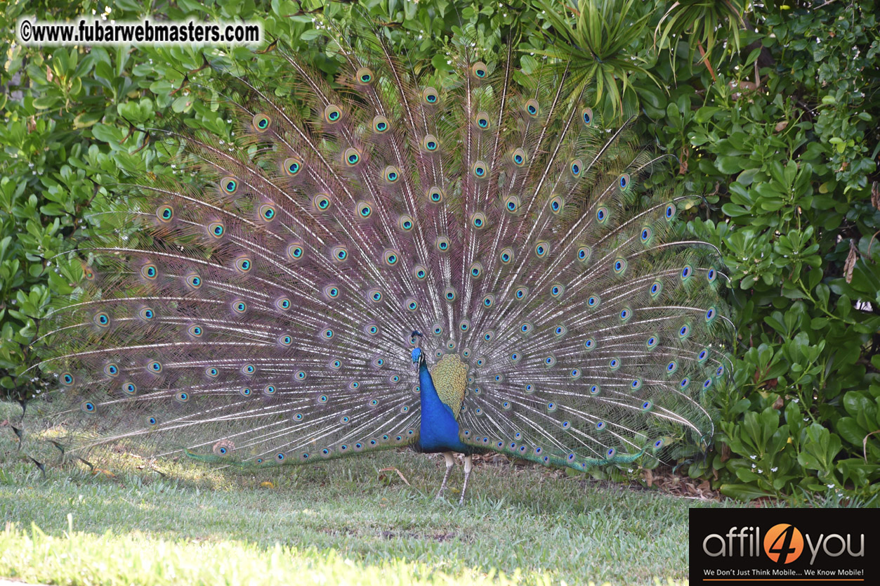 XBIZ Miami Golf Tournament