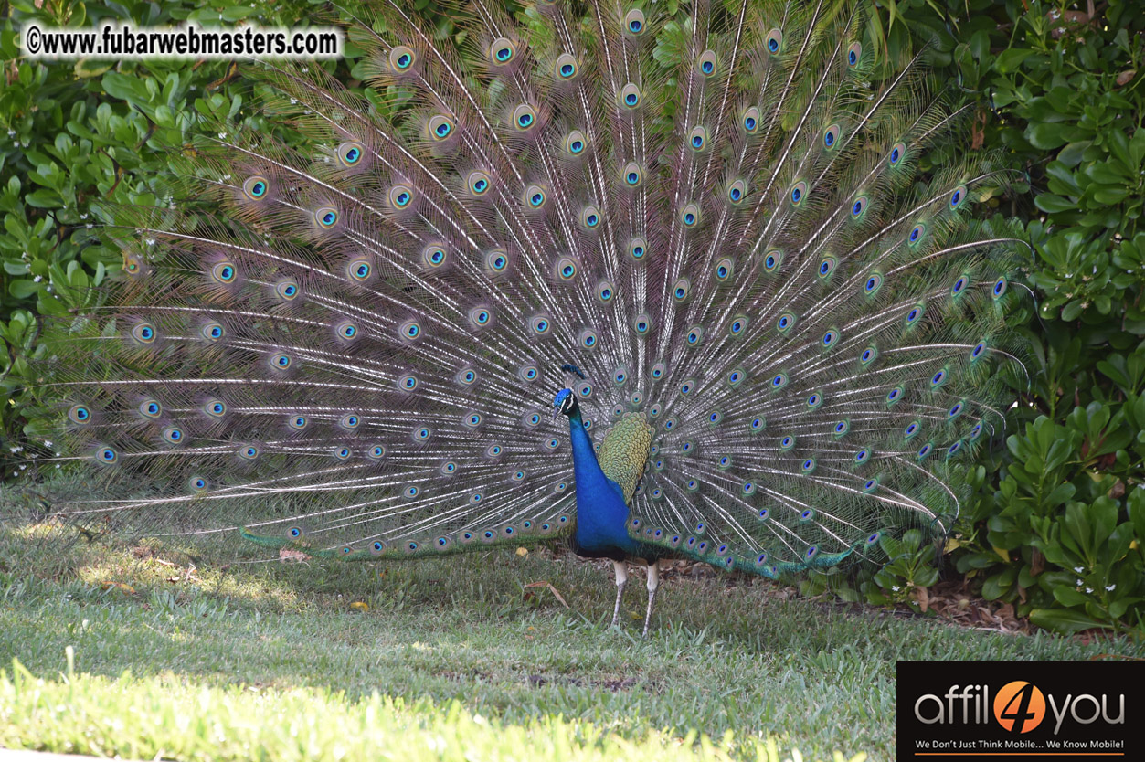 XBIZ Miami Golf Tournament