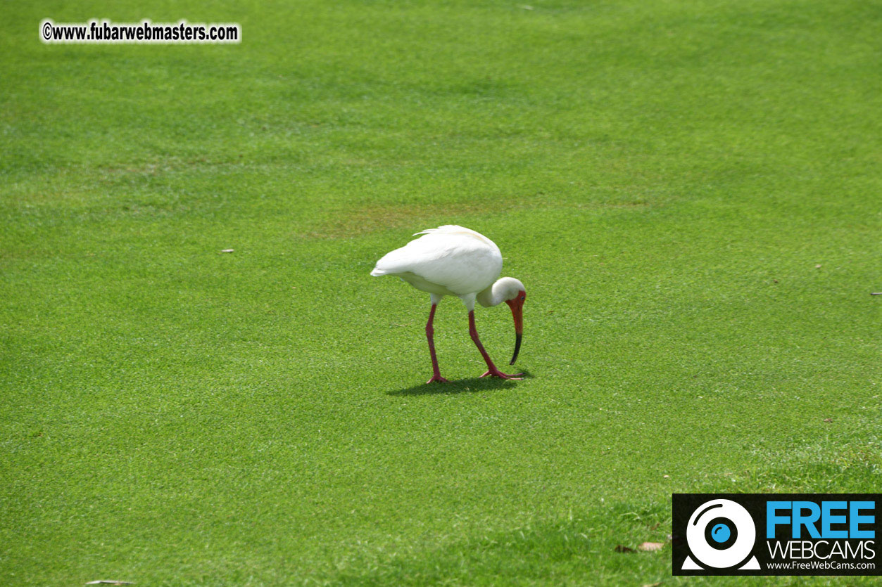 XBIZ Golf Tournament