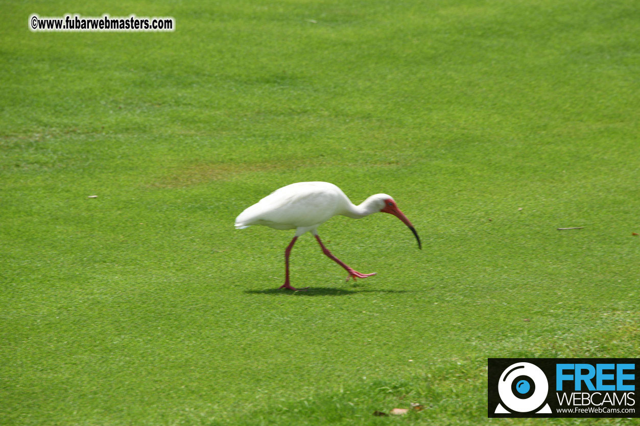 XBIZ Golf Tournament