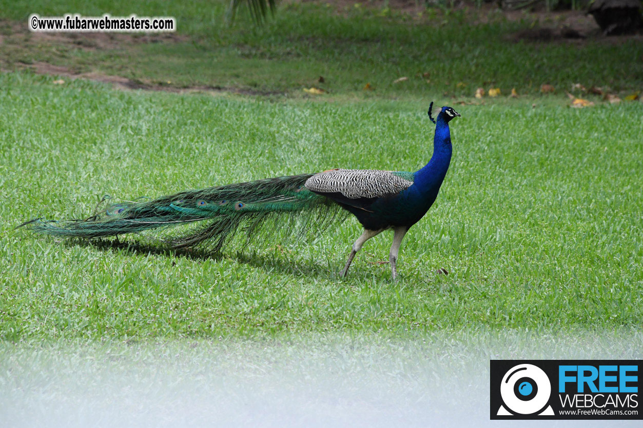 XBIZ Golf Tournament