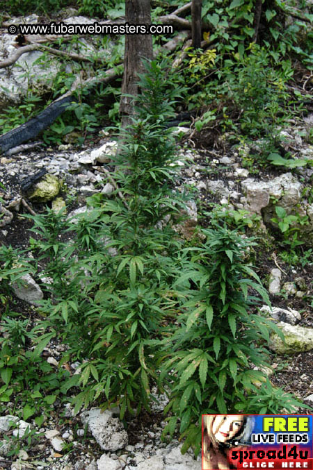 Plantation Ride  2003