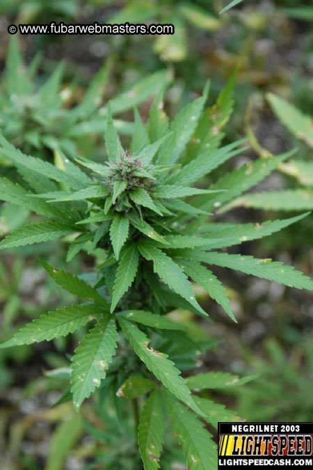 Plantation Ride  2003