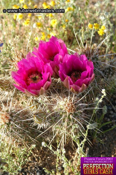 Desert Hummer Tour 2003