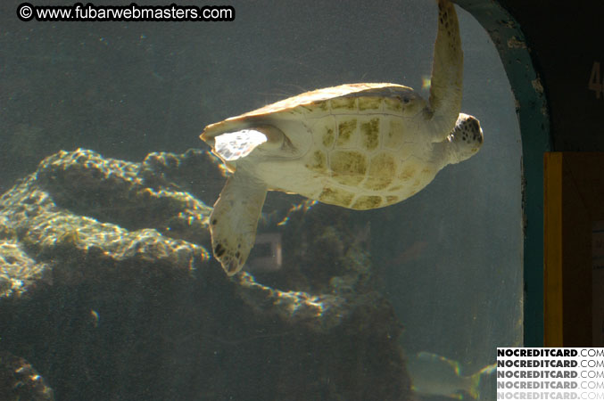 Encounter the Dolphins 2003