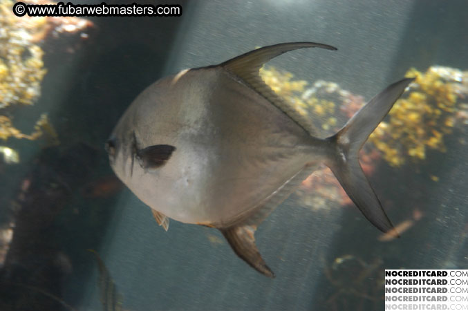 Encounter the Dolphins 2003