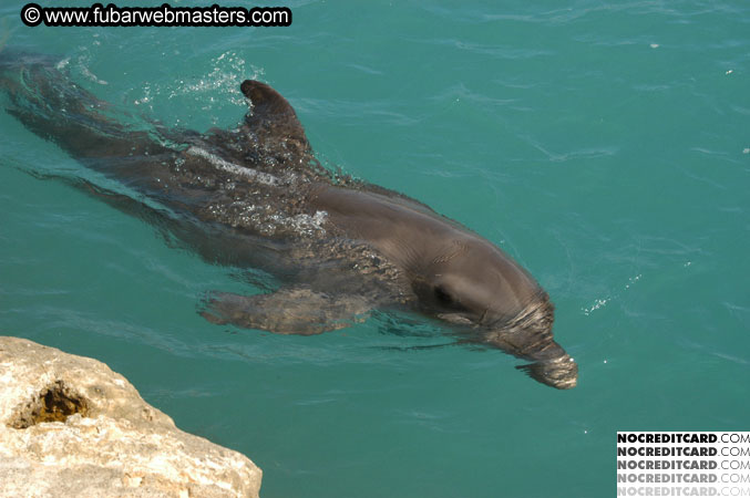 Encounter the Dolphins 2003