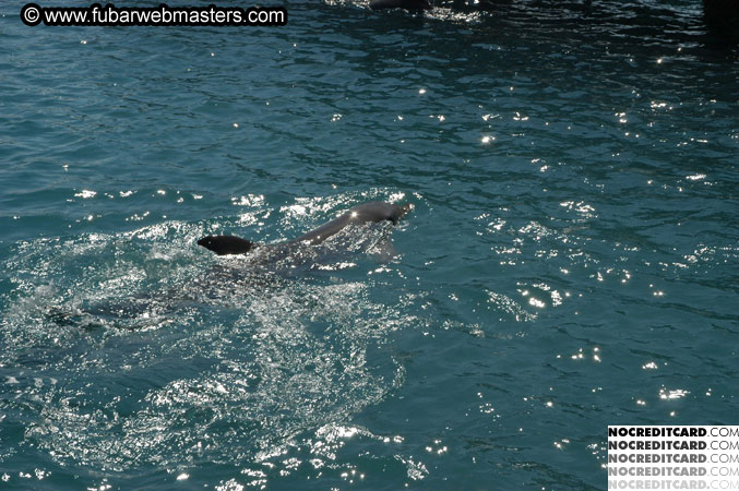 Encounter the Dolphins 2003