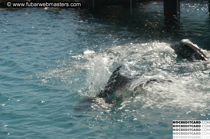 Encounter the Dolphins 2003