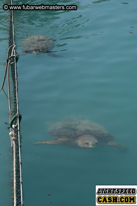 Encounter the Dolphins 2003