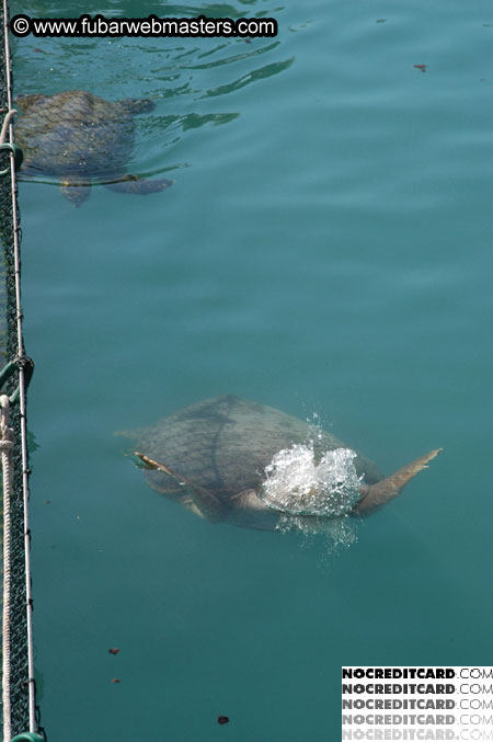 Encounter the Dolphins 2003